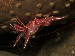 Rhynchocinetes durbanensis