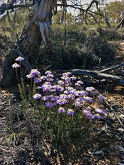Olearia ciliata