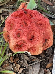 Clathrus crispus