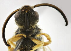 Halictus scabiosae