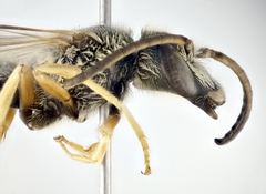 Halictus scabiosae