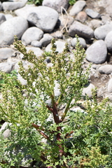 Ambrosiinae