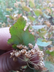 Physocarpus malvaceus