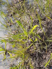 Eryngium vesiculosum