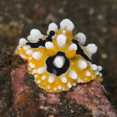 Phyllidia ocellata
