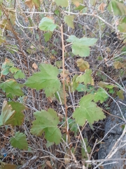 Physocarpus malvaceus