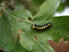 Diloba caeruleocephala