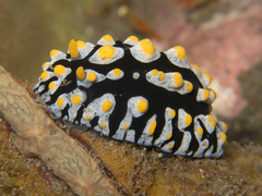Phyllidia varicosa