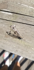 Dendroleon obsoletus