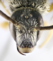 Halictus scabiosae
