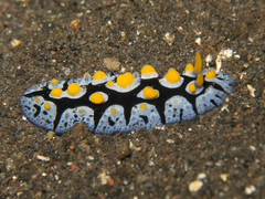 Phyllidia picta