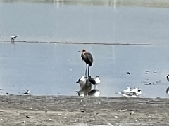 Egretta rufescens