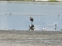 Egretta rufescens