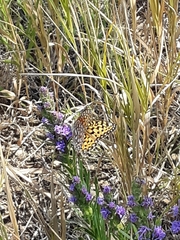 Nymphalidae