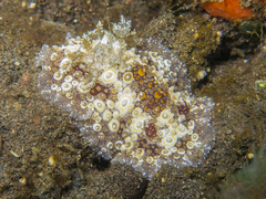 Carminodoris estrelyado