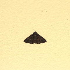 Metalectra praecisalis