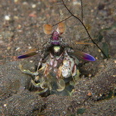 Odontodactylus latirostris