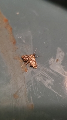 Chrysendeton medicinalis