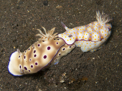 Hypselodoris pulchella