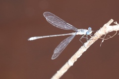Lestes disjunctus
