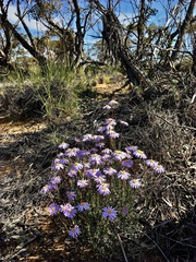 Olearia ciliata