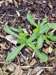 Hypochaeris glabra