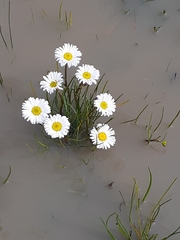 Allittia cardiocarpa