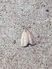 Macrochilo orciferalis