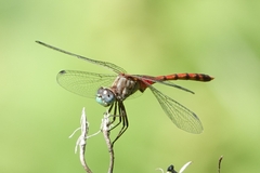 Sympetrum ambiguum