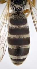 Halictus scabiosae