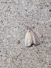 Macrochilo orciferalis