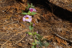 Erythranthe erubescens
