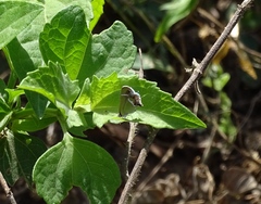 Chlorostrymon simaethis