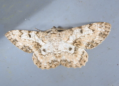 Hypomecis percnioides