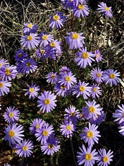 Olearia ciliata
