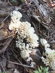 Sebacina schweinitzii