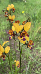Diuris magnifica