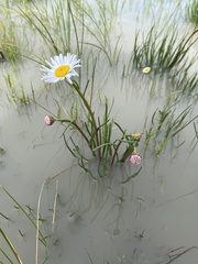 Allittia cardiocarpa