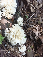 Sebacina schweinitzii