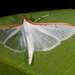 Palpita Moths - Photo (c) Marc AuMarc, some rights reserved (CC BY-NC-ND)