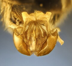 Halictus scabiosae
