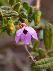Thomasia petalocalyx