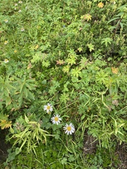Erigeron