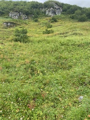 Erigeron
