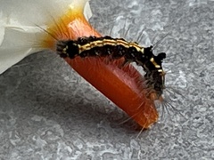 Orvasca subnotata