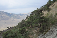 Juniperus polycarpos