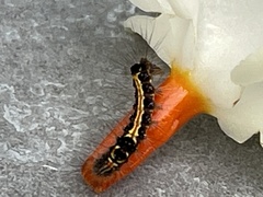 Orvasca subnotata