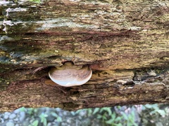 Ganoderma lobatum