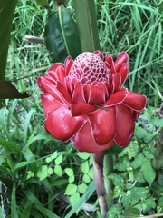 Etlingera elatior
