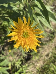 Helianthus grosseserratus
